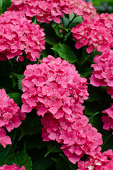 もりやま芦刈園 あじさい