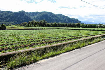 Fototapeta na wymiar Taiwan agriculture rural