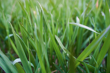 Grass closeup