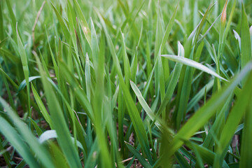 Grass closeup