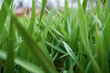 Grass closeup