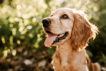 portrait of a cocker spaniel purebred dog, soft focus on wet nose.