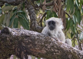 baby of asian langoor sitting on a tree with green leaves