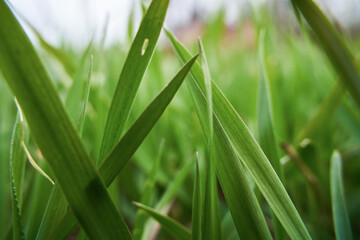 Grass closeup