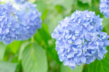 もりやま芦刈園 あじさい