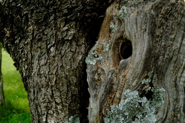 Corteccia di un albero