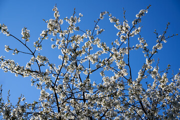Cherry tree flowers