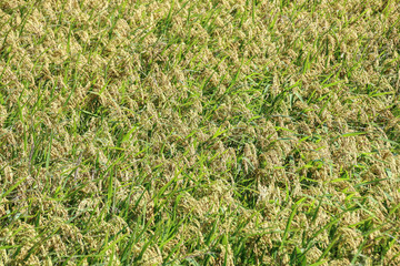 Taiwan agriculture rural