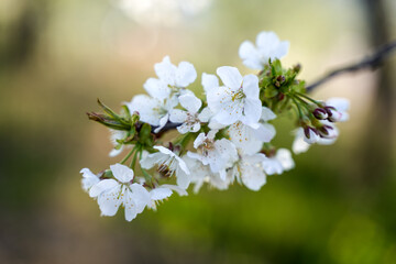Cherry tree flowers