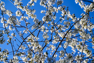 Cherry tree flowers