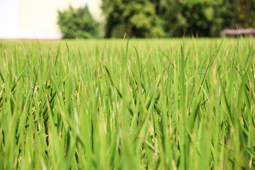 Taiwan agriculture rural