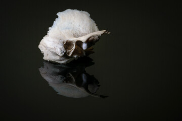 Isolated human left sided temporal bone of skull on a dark background .Lateral view