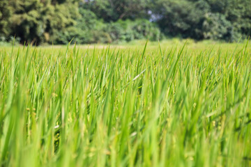 Taiwan agriculture rural