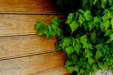 Edera su di una porta di una casa