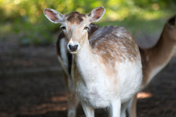 Fototapeta premium Fallow Deer (in german Damwild or Damhirsch) Dama dama