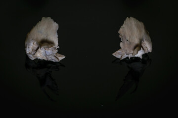 Bilateral human temporal bones of skull on a dark background .Anterior view