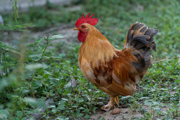 Bantam chickens breed chickens raised for beauty.