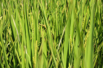 Taiwan agriculture rural