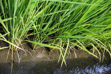 Taiwan agriculture rural