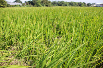 Taiwan agriculture rural