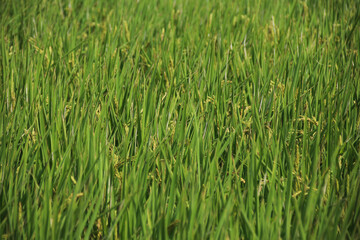 Taiwan agriculture rural