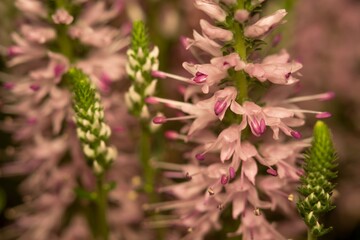 Przetacznik kłosowy