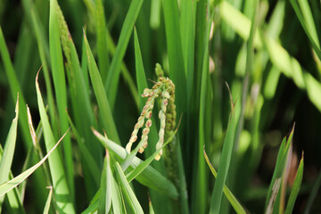 Taiwan agriculture rural