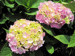 Pink hydrangea