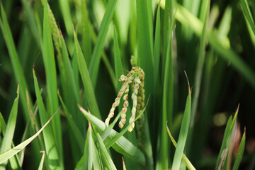 Taiwan agriculture rural