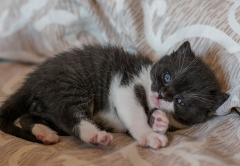 Fototapeta na wymiar portrait of bicolor black and white british short hair kitten. little and funny 2-3 weeks old kitten 