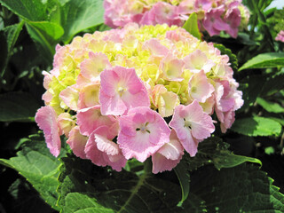 Pink hydrangea