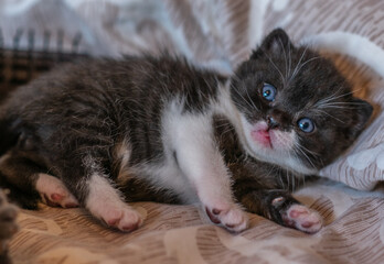 portrait of bicolor black and white british short hair kitten.
little and funny 2-3 weeks old kitten 