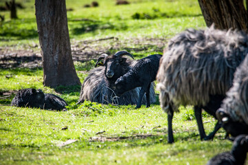 Mammaschnucke mit Nachwuchs