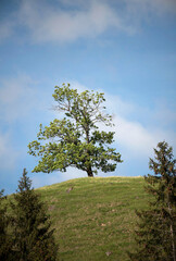 Obraz premium Tree Oak on a top of field