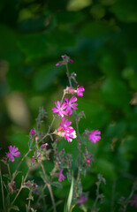Pink wildflowers in Sunny day on green background