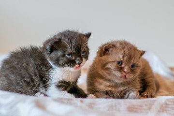 Fototapeta na wymiar Little chocolate kitten british short hair 2-3 week old