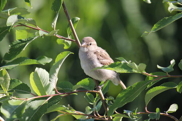 sparrow chick on a branch