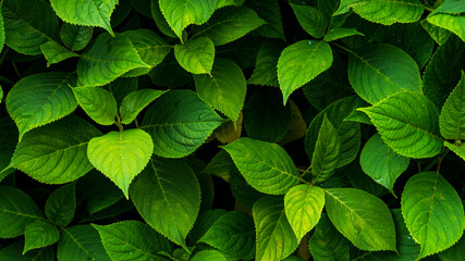 アジサイ　葉　緑