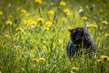 Frühlingswiese mit Katze