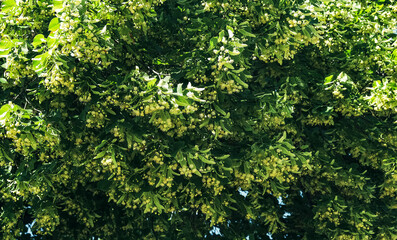 Fototapeta na wymiar blooming linden crown, natural background