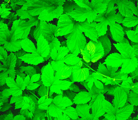 Fototapeta na wymiar green plant texture. best background for design
