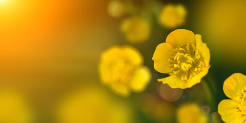 Yellow Buttercup flowers on a Sunny summer day. Space for text