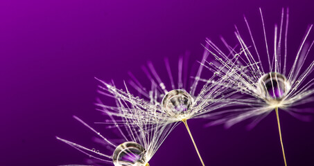 Fototapeta premium Dandelion seeds with drops on a purple background. Copy space for text