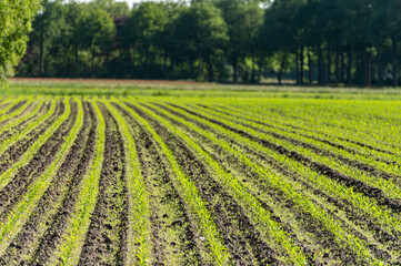 Fototapeta na wymiar Farmer field with rows of young green corn plants