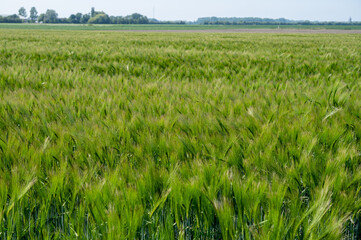 Spring barley grain fields with unripe green crops
