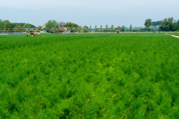 Fototapeta na wymiar Farm field with growing green annual Florence Fennel bulbing plants. Foeniculum vulgare azoricum.