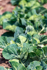 Farm field with growing green broccoli cabbage plants