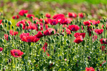 Obraz premium Big garden red poppy flowers nature background
