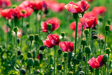 Big garden red poppy flowers nature background