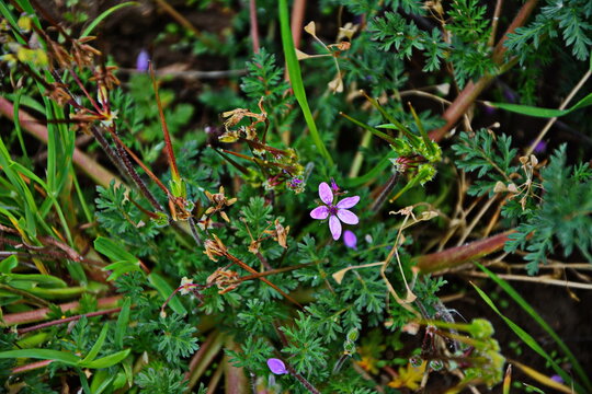 Erodium cicutarium, Flores stork-billed, Watches, Needles shepherd, Venus Comb.